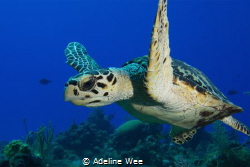 Young hawksbill turtle - Chilling and hanging out! by Adeline Wee 